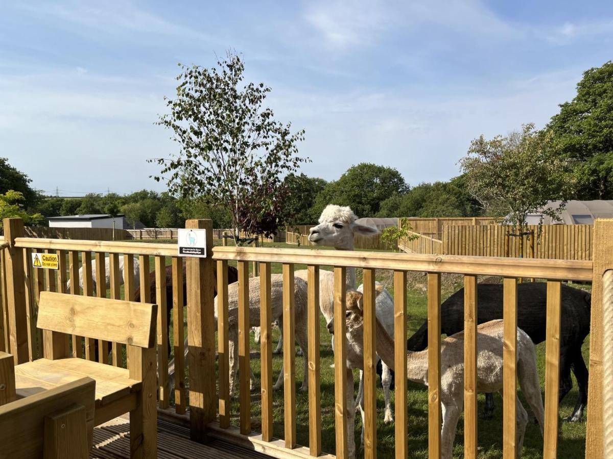 Lion King Safari Tent Luxury tent